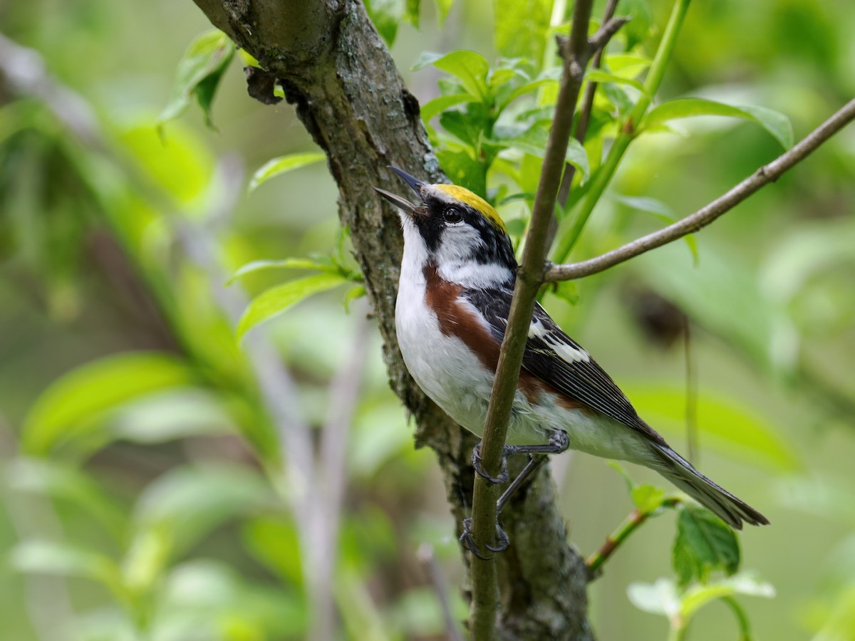 Chestnut-sided Warbler - Nick Athanas