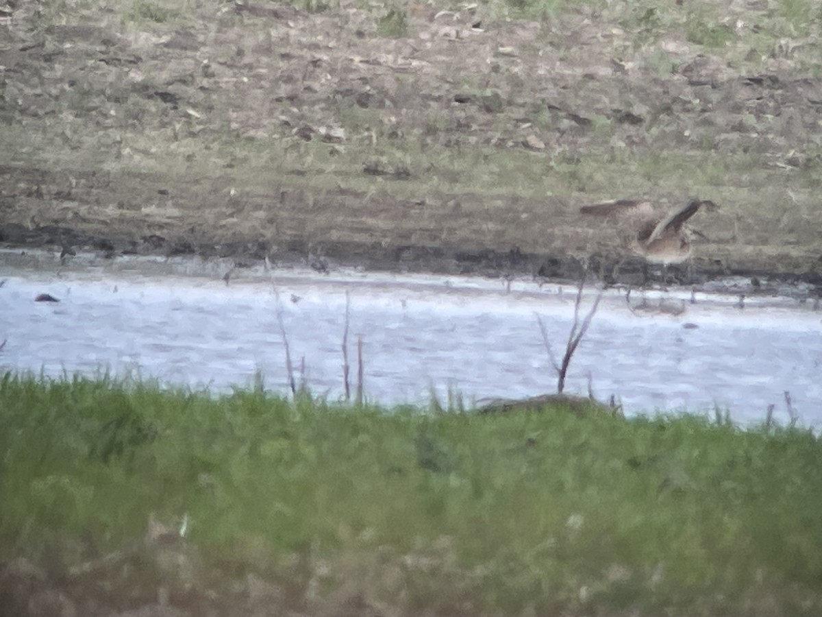 Whimbrel - Aaron Stutz