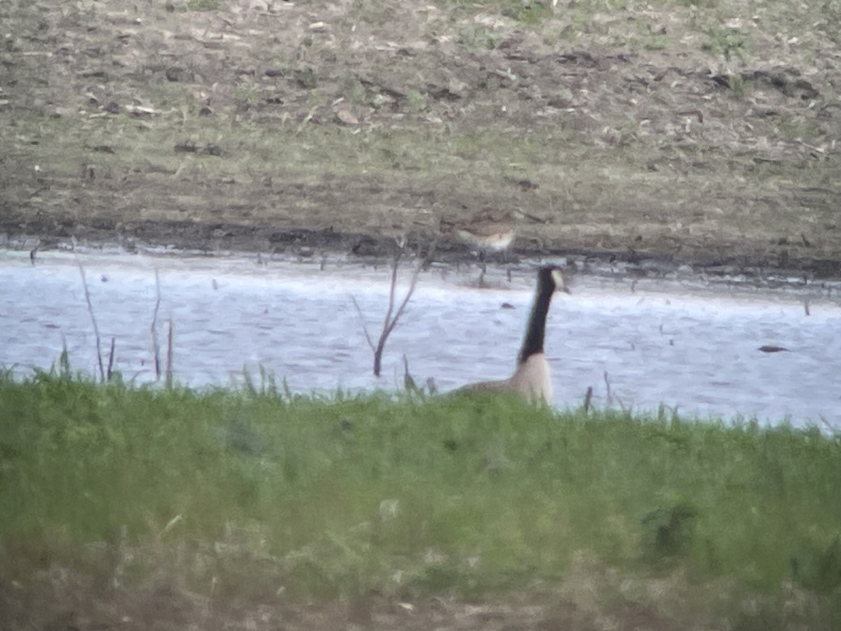 Whimbrel - Aaron Stutz