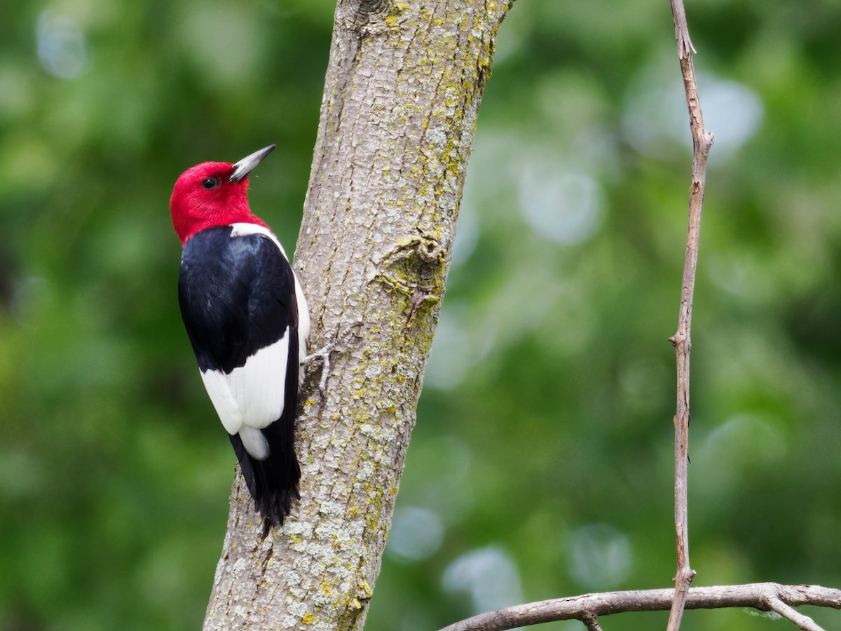 Red-headed Woodpecker - Nick Athanas