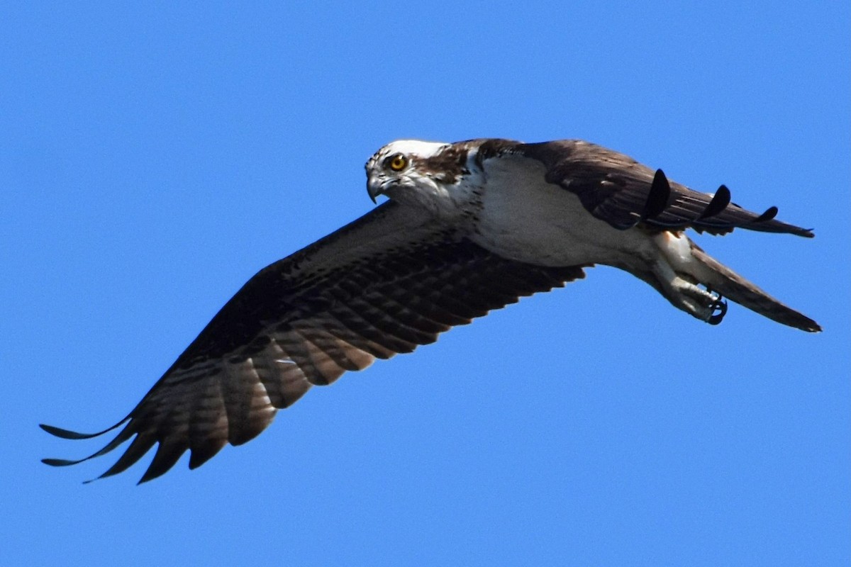 Osprey - Brenda Lindsey