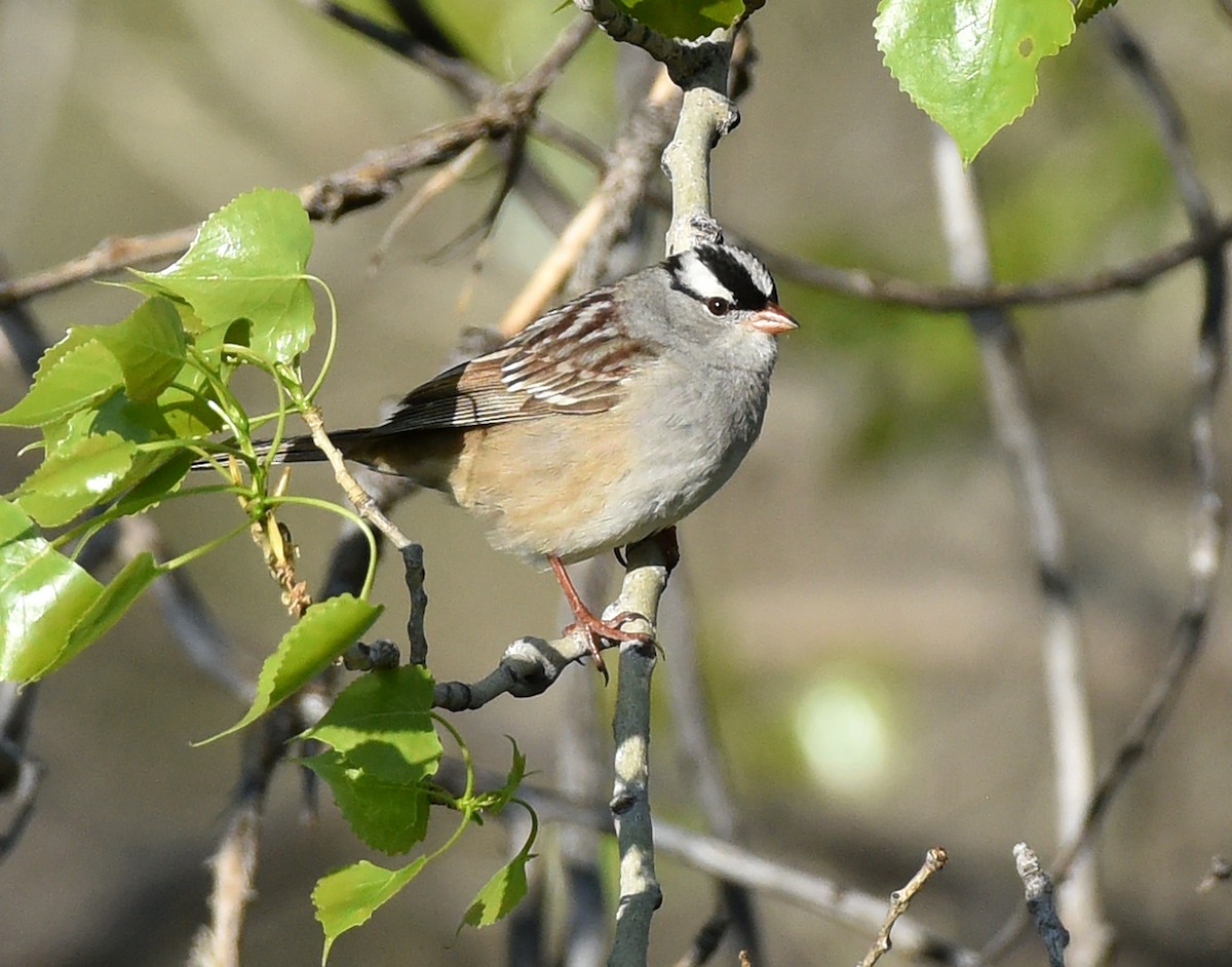 White-crowned Sparrow (Dark-lored) - ML619501623