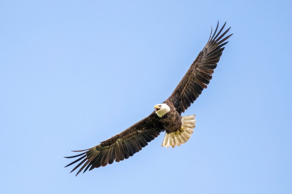 Bald Eagle - ML619501624