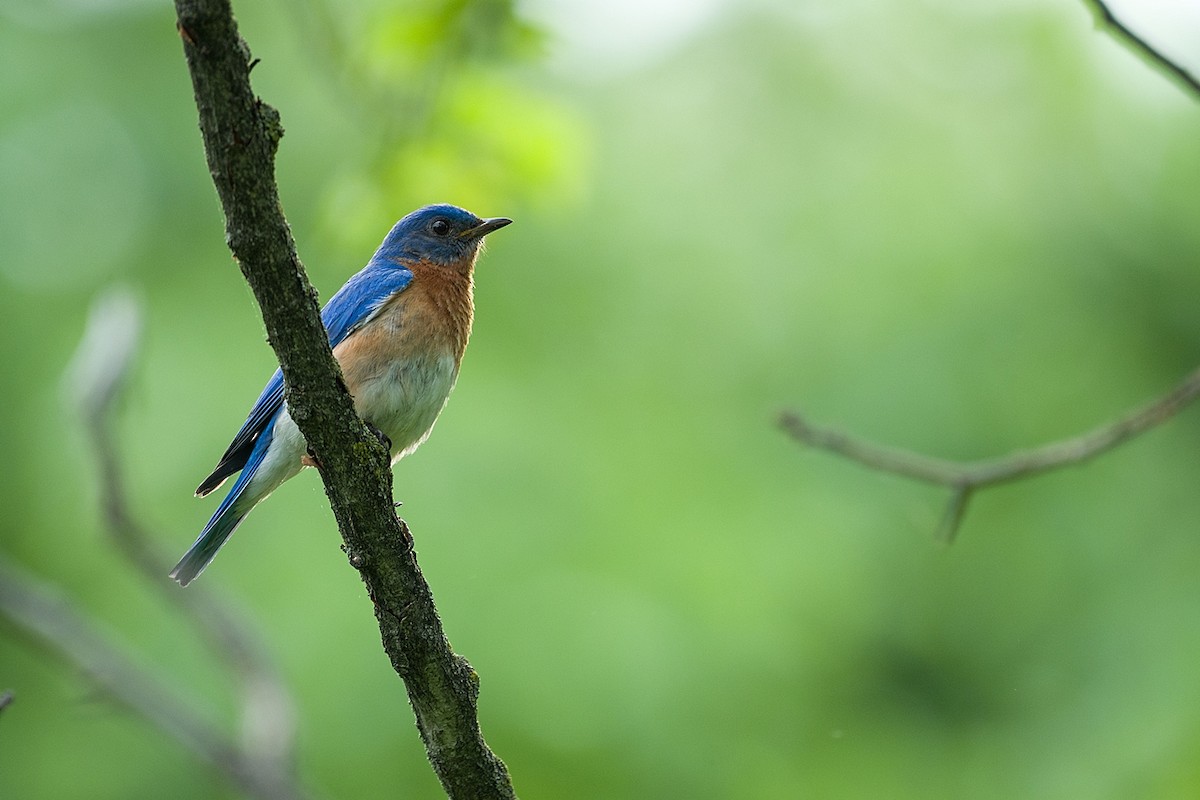 Eastern Bluebird - Lucie Laudrin