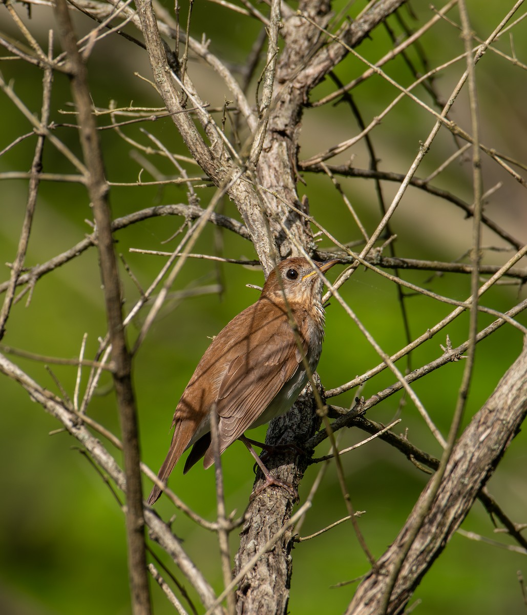 Veery - Alton Spencer