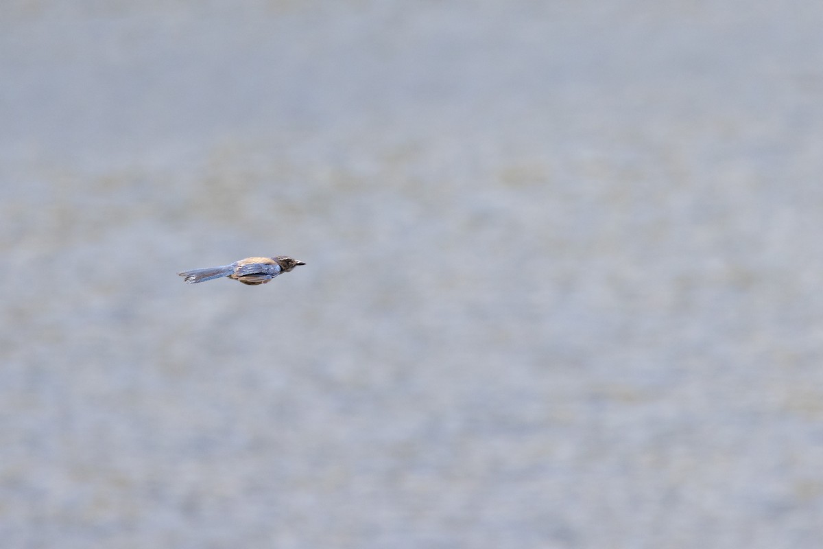 California Scrub-Jay - ML619501640