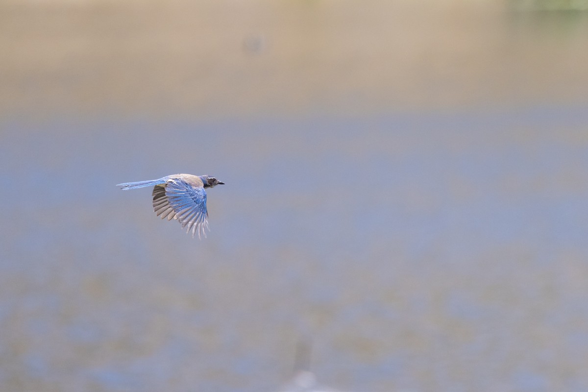 California Scrub-Jay - Gavin Aquila