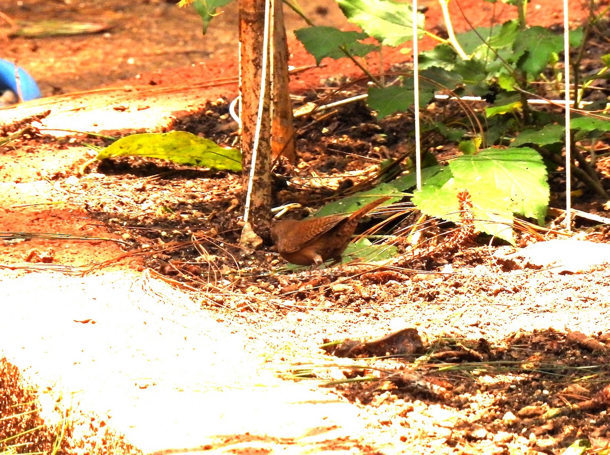 House Wren - María Eugenia Paredes Sánchez