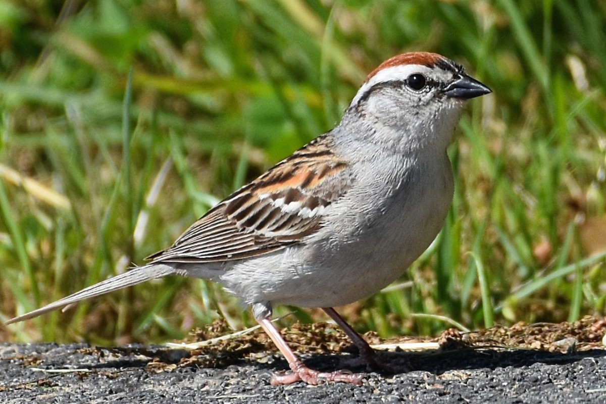 Chipping Sparrow - Brenda Lindsey