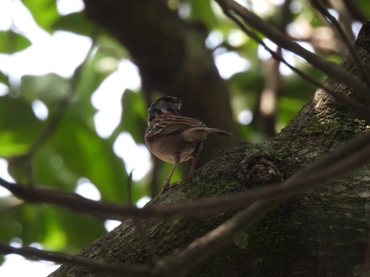 Rufous-collared Sparrow - María Eugenia Paredes Sánchez