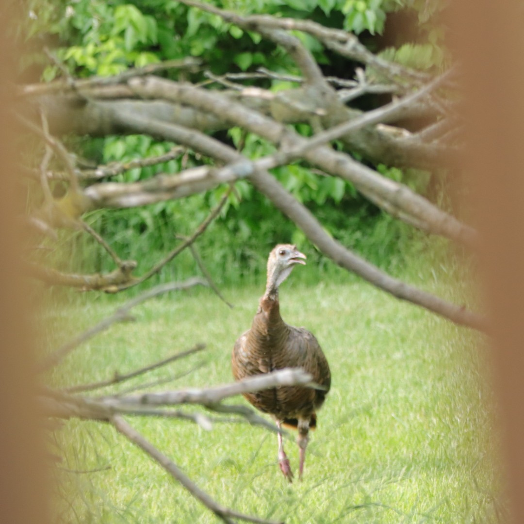 Wild Turkey - Leslie Steinberger