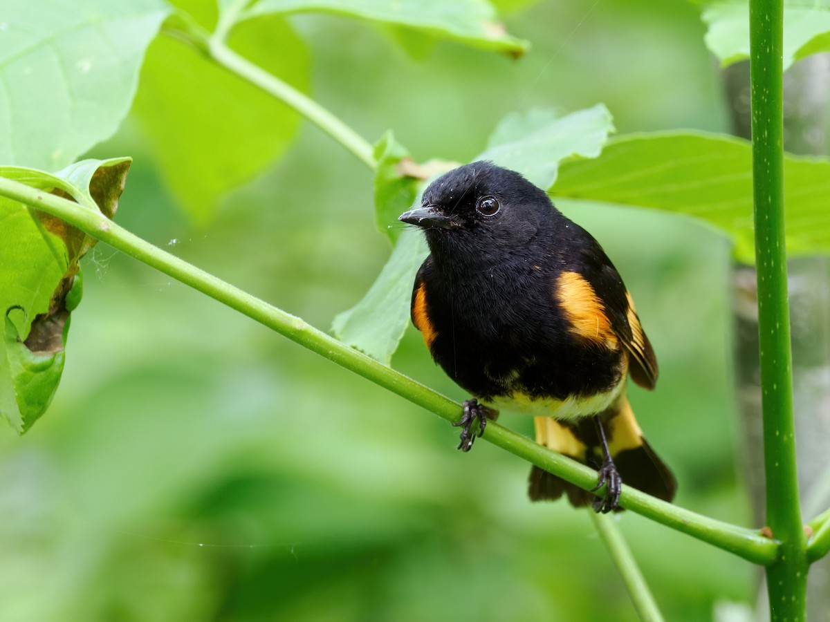 American Redstart - Nick Athanas