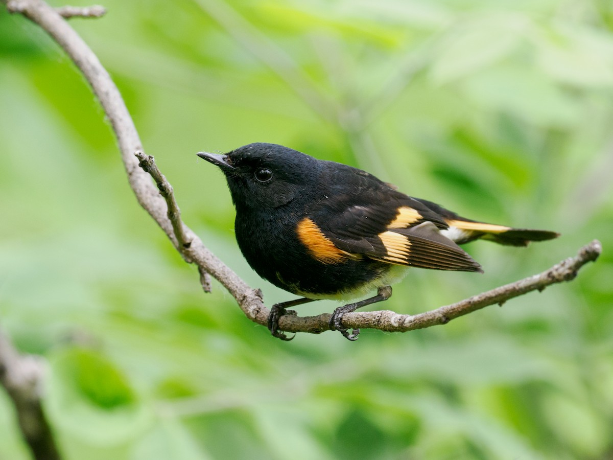 American Redstart - Nick Athanas