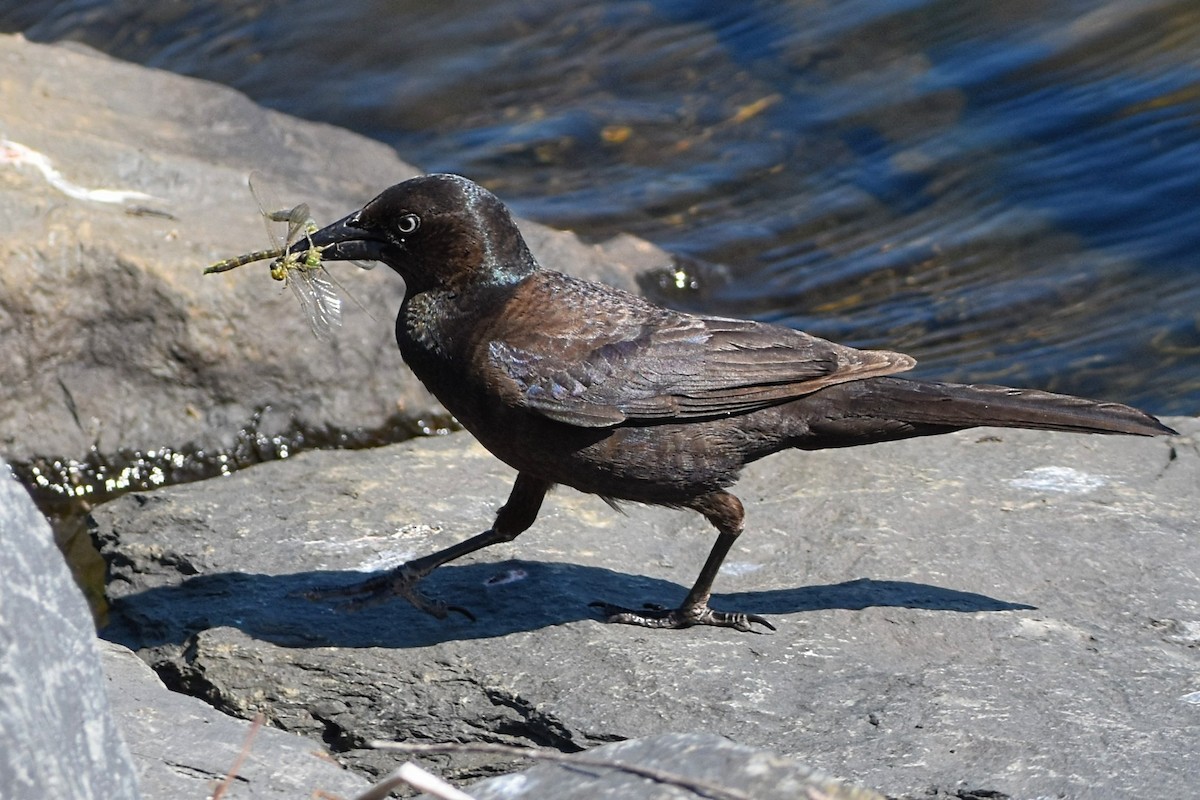 Common Grackle - Brenda Lindsey