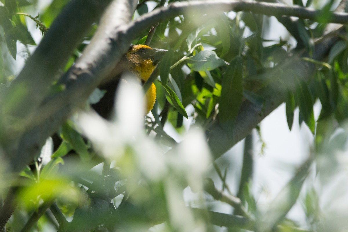 Yellow-headed Blackbird - Gabriel Levac