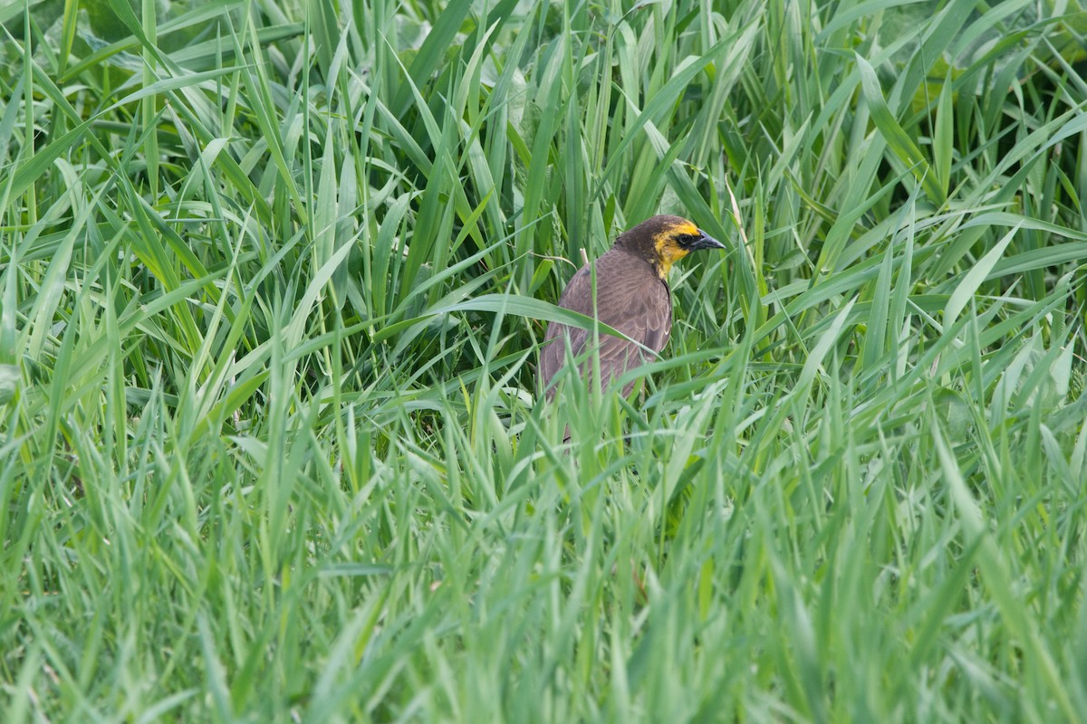 Yellow-headed Blackbird - ML619501678