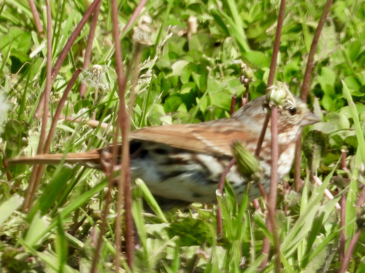 Fox Sparrow - Linda Schwegman