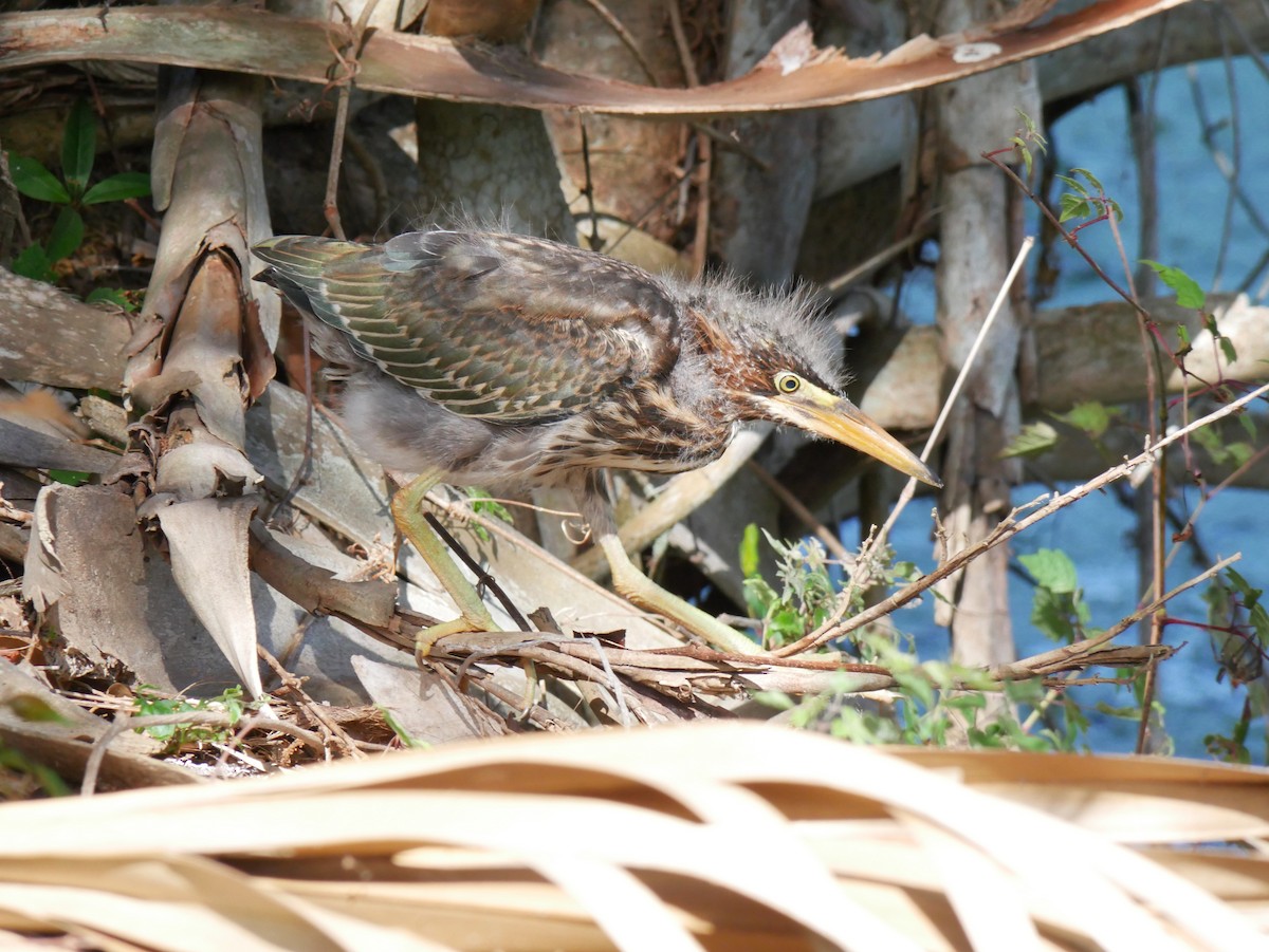 Green Heron - Jake Streets