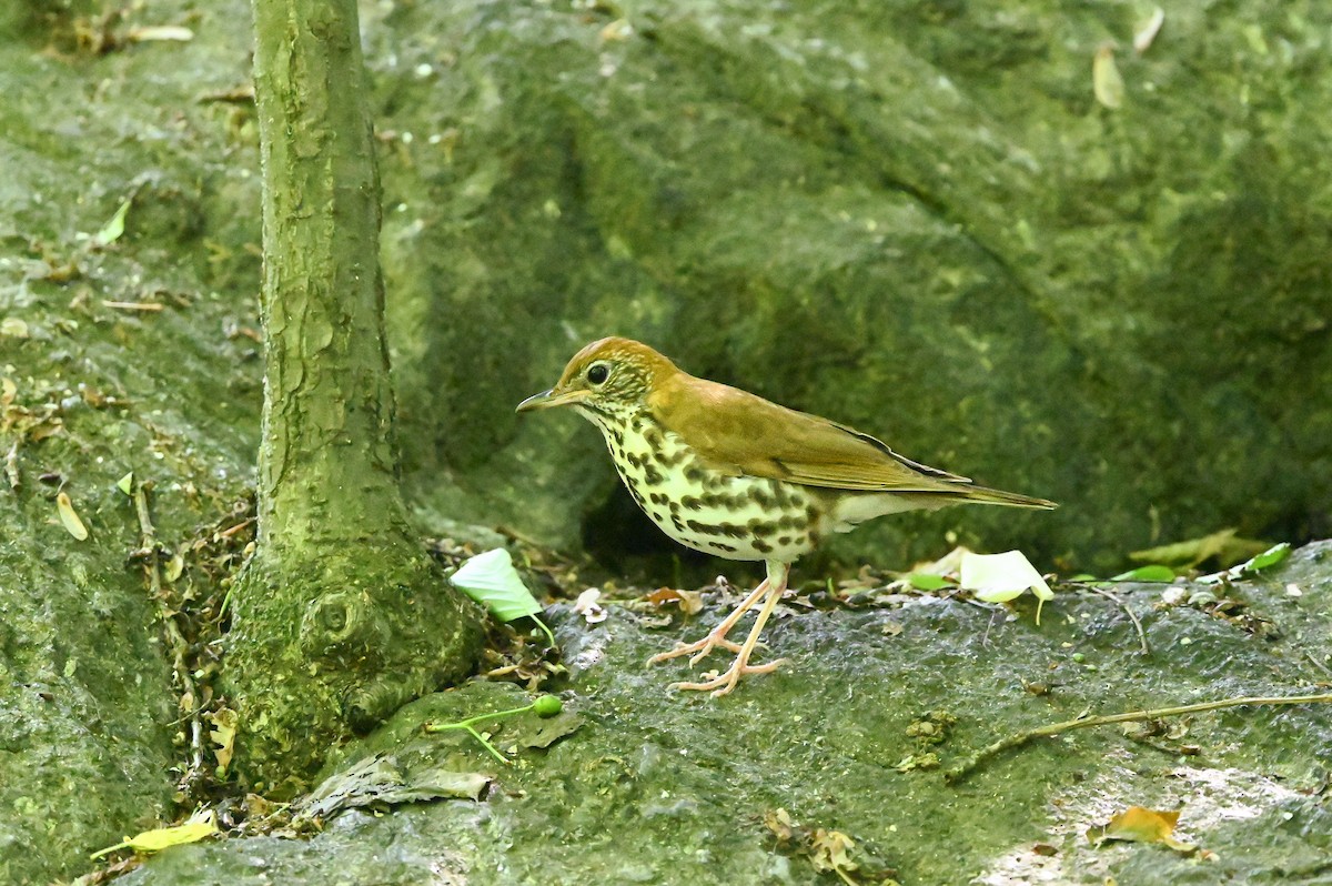 Wood Thrush - Dan O'Brien