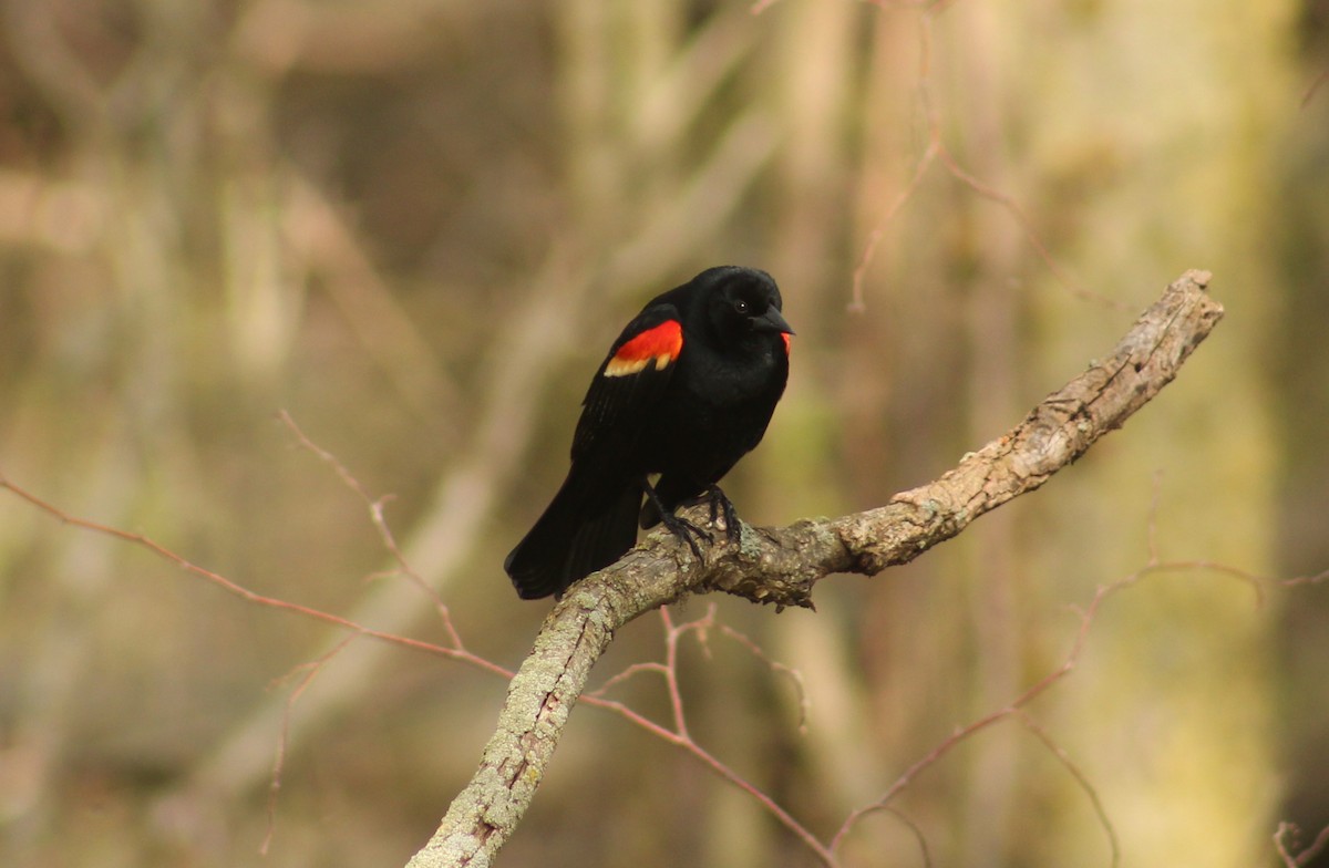 Red-winged Blackbird - Stefan Sremac