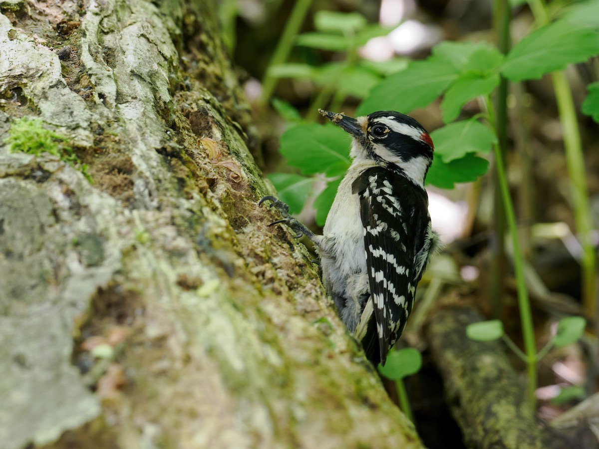 Downy Woodpecker (Eastern) - Nick Athanas
