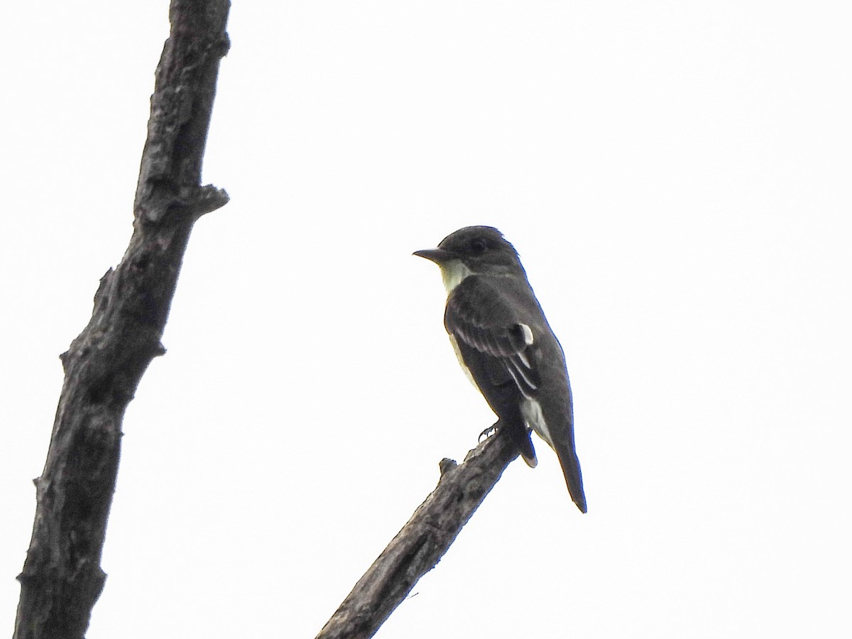 Olive-sided Flycatcher - Susan Brauning