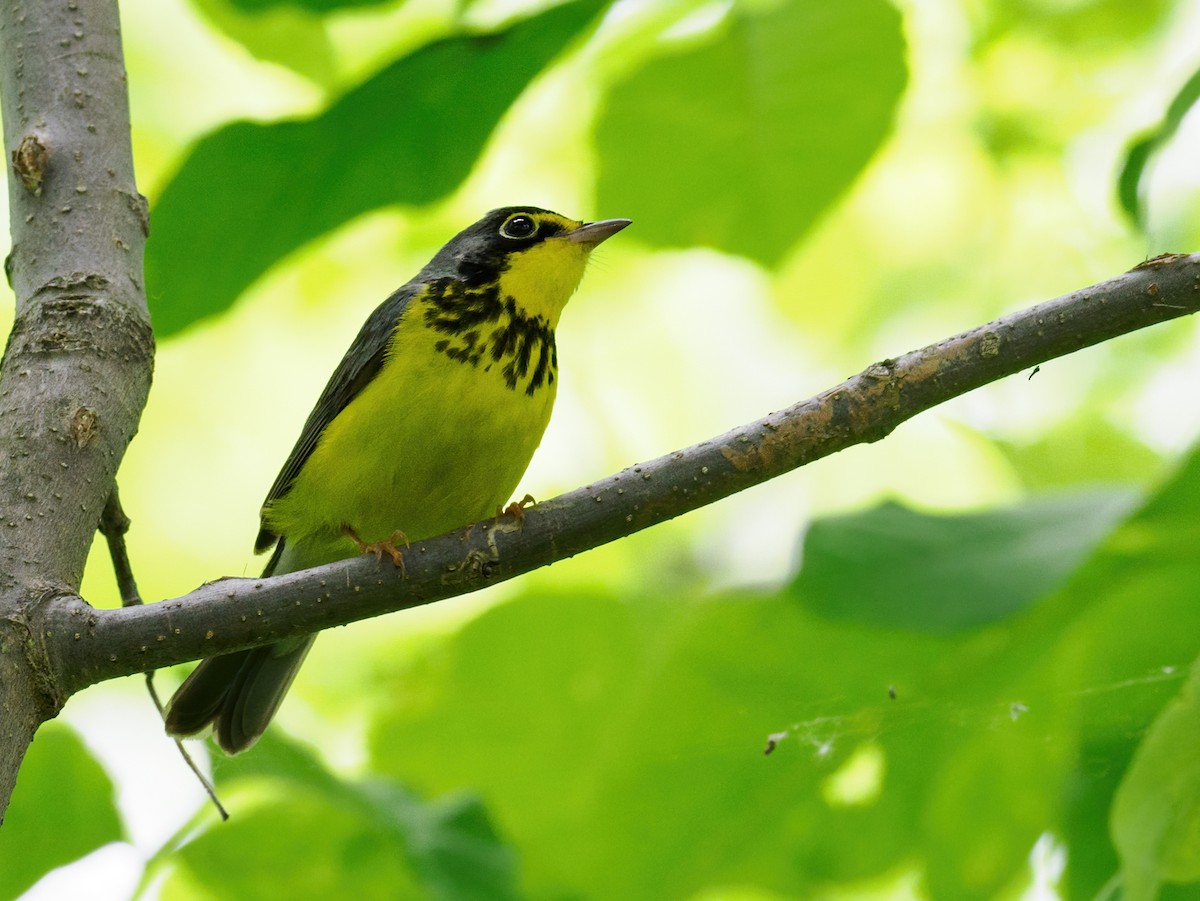 Canada Warbler - Nick Athanas