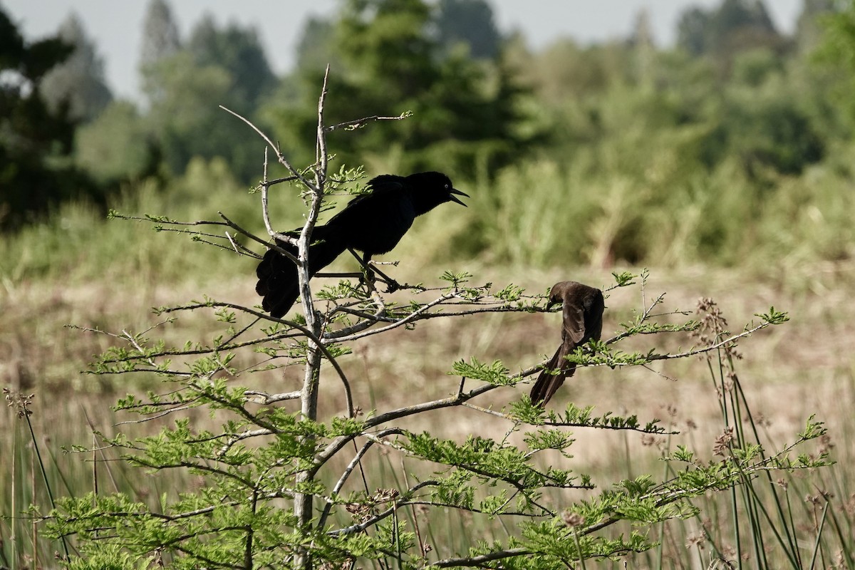 Great-tailed Grackle - Debra Austin