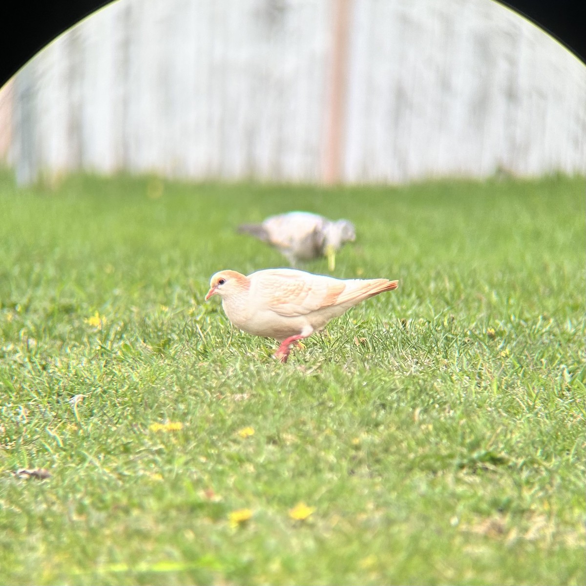 Rock Pigeon (Feral Pigeon) - Alex Plamondon