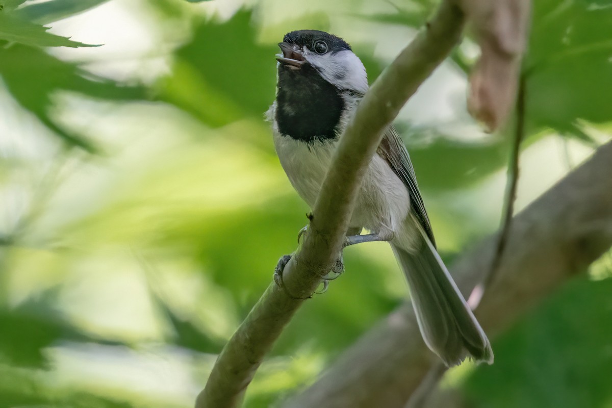 Carolina Chickadee - James Hoagland