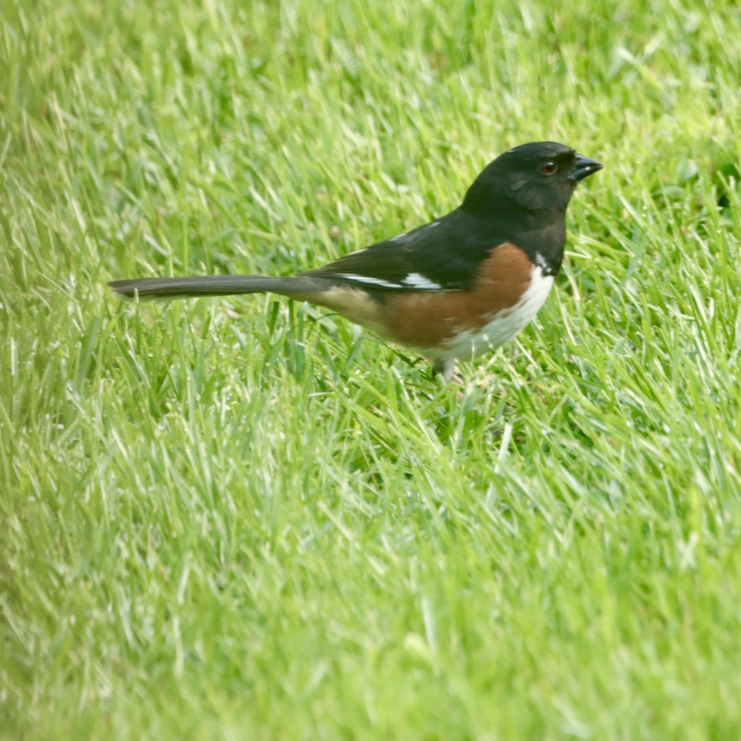 Eastern Towhee - Leslie Steinberger