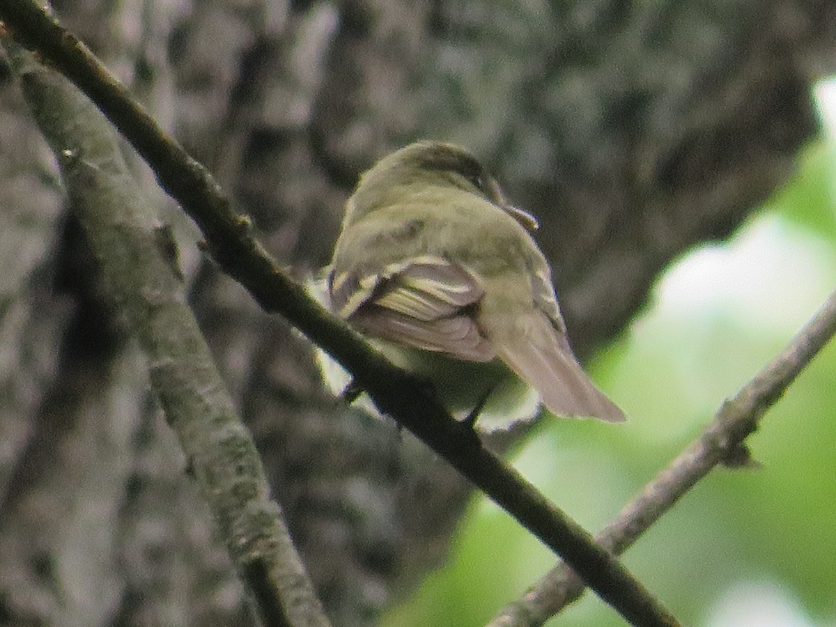 Acadian Flycatcher - Randy Fisher