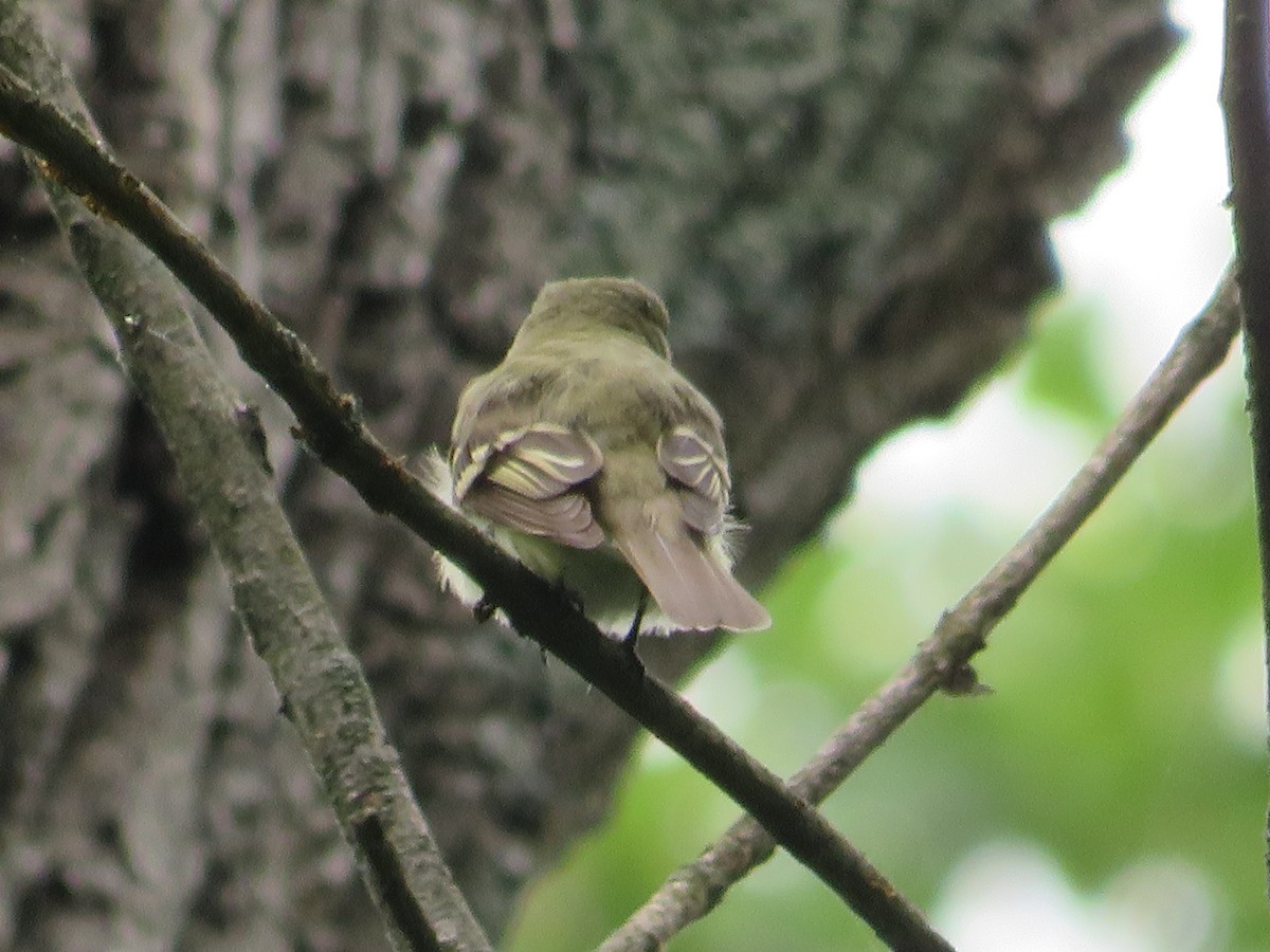 Acadian Flycatcher - Randy Fisher