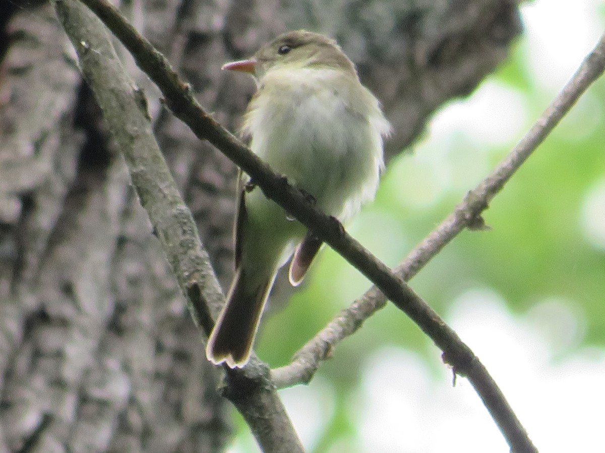 Acadian Flycatcher - Randy Fisher