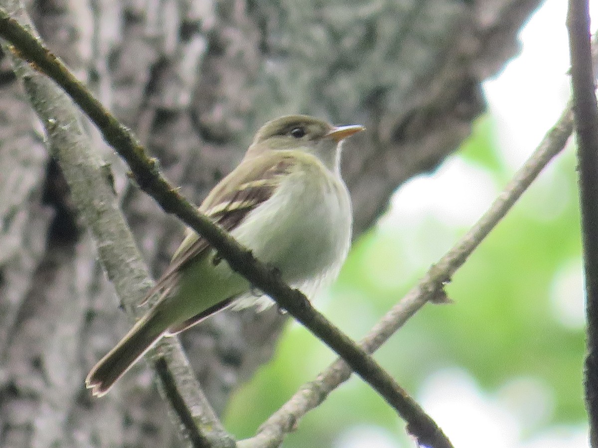 Acadian Flycatcher - Randy Fisher