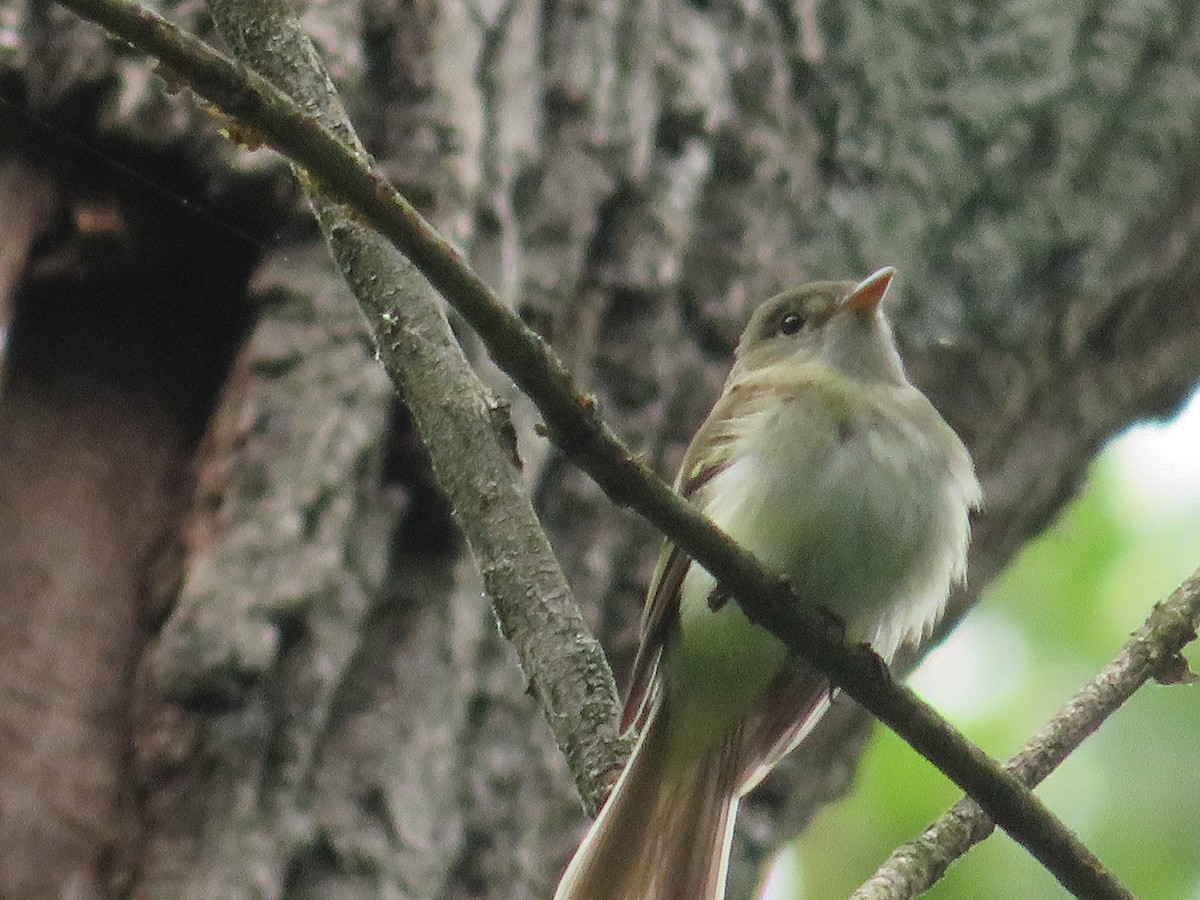 Acadian Flycatcher - Randy Fisher