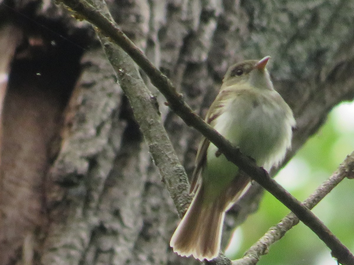 Acadian Flycatcher - Randy Fisher