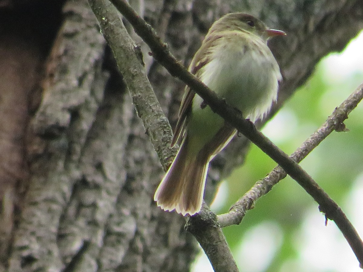 Acadian Flycatcher - Randy Fisher