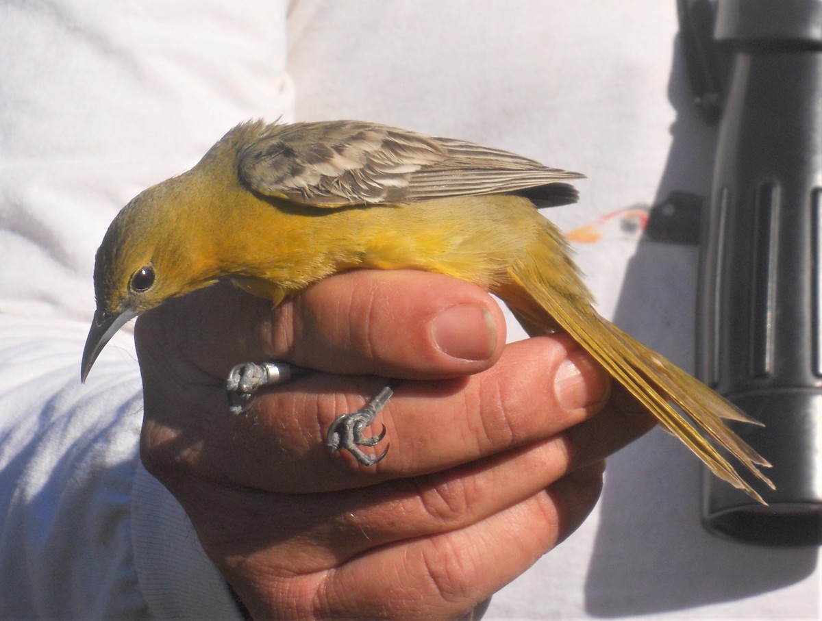 Hooded Oriole - Bob Packard