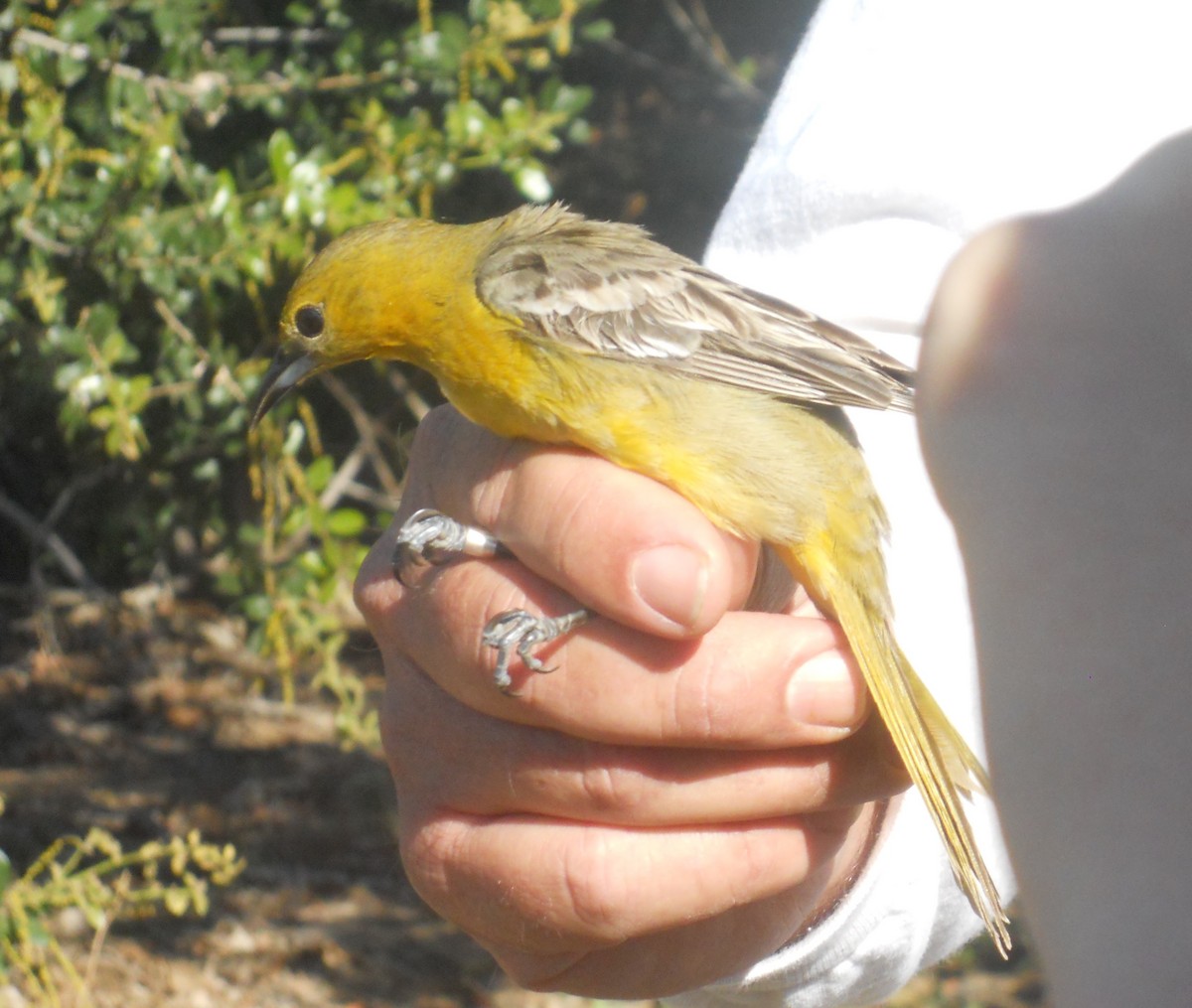 Hooded Oriole - ML619501728