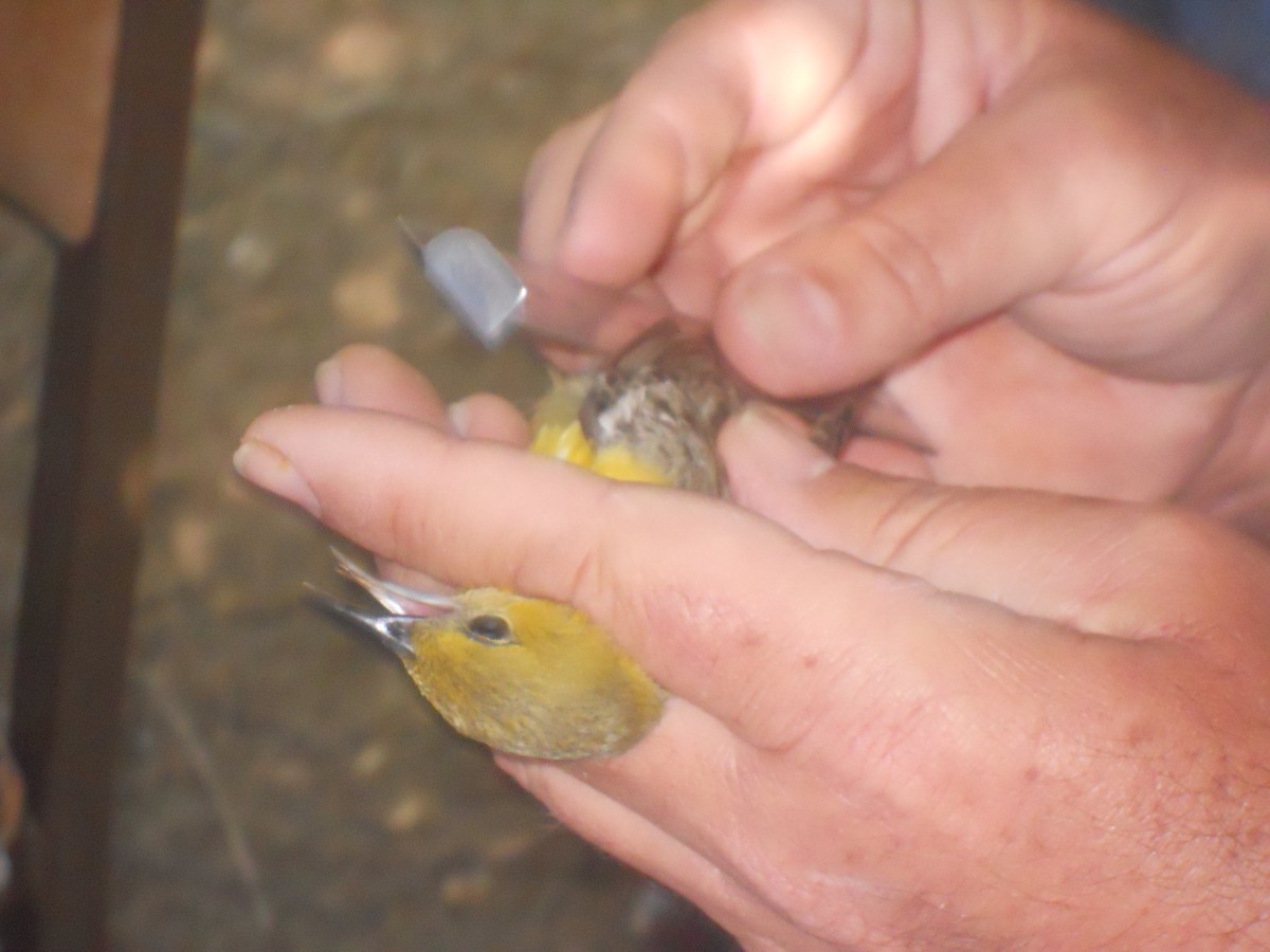 Hooded Oriole - ML619501729