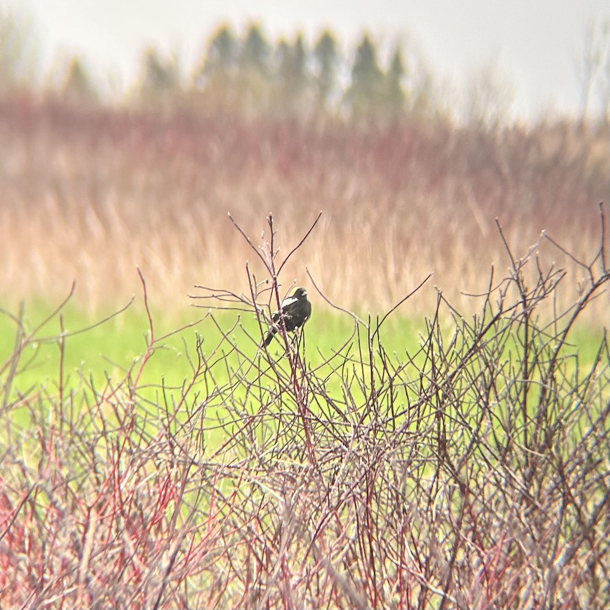 Bobolink - Alex Plamondon