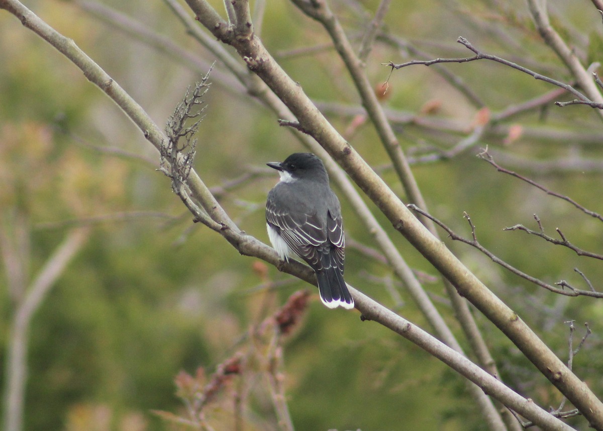 Eastern Kingbird - Stefan Sremac