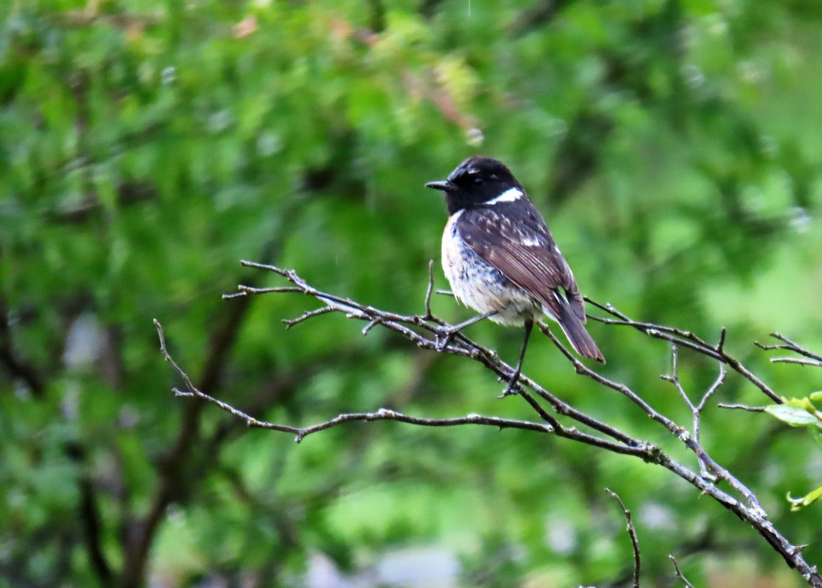 European Stonechat - Francisco Javier Calvo lesmes