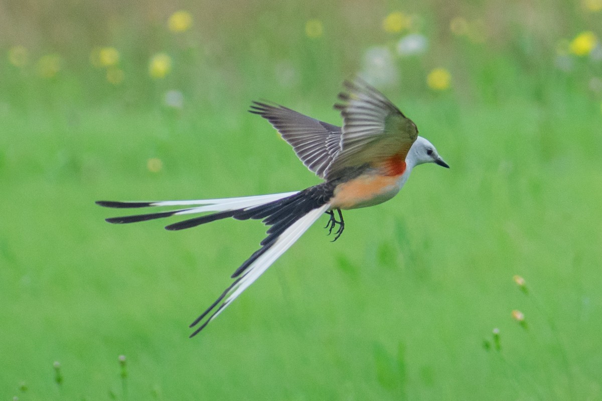 Scissor-tailed Flycatcher - Dorthy Fang