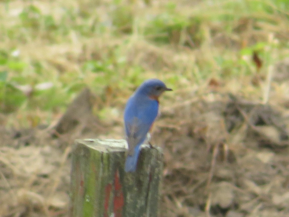 Eastern Bluebird - Randy Fisher