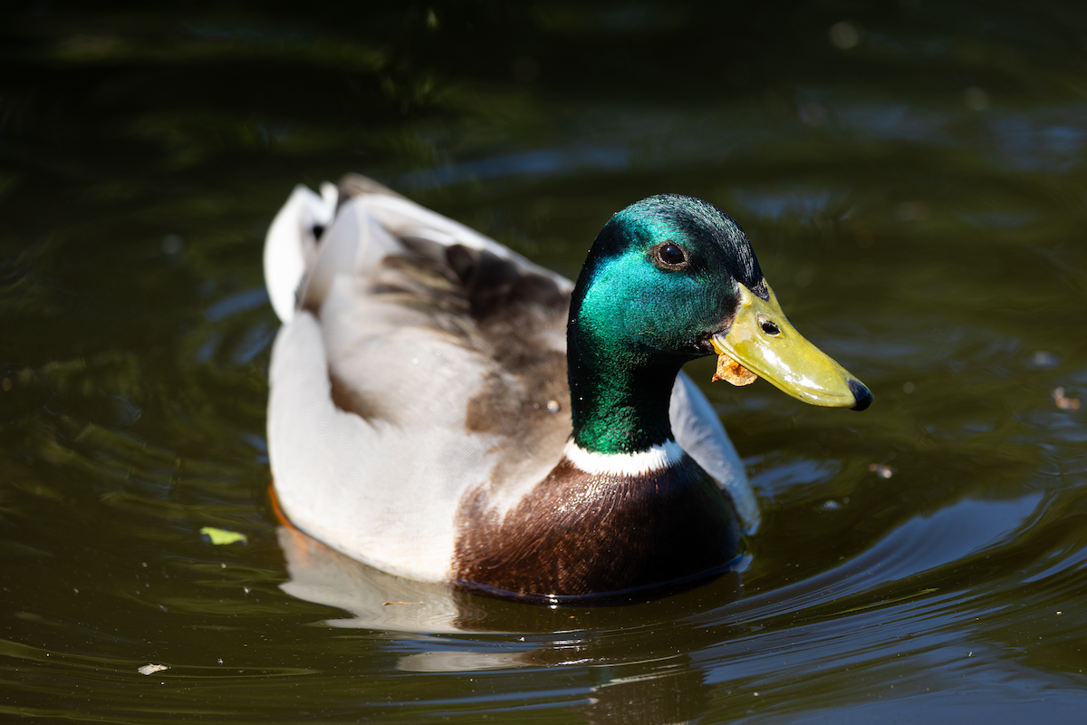 Mallard - ML619501758