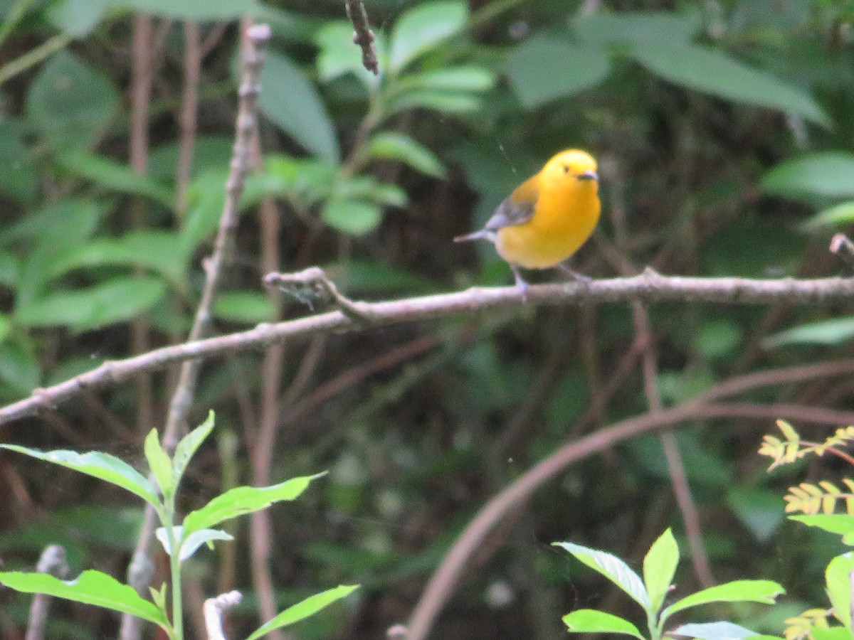 Prothonotary Warbler - Randy Fisher