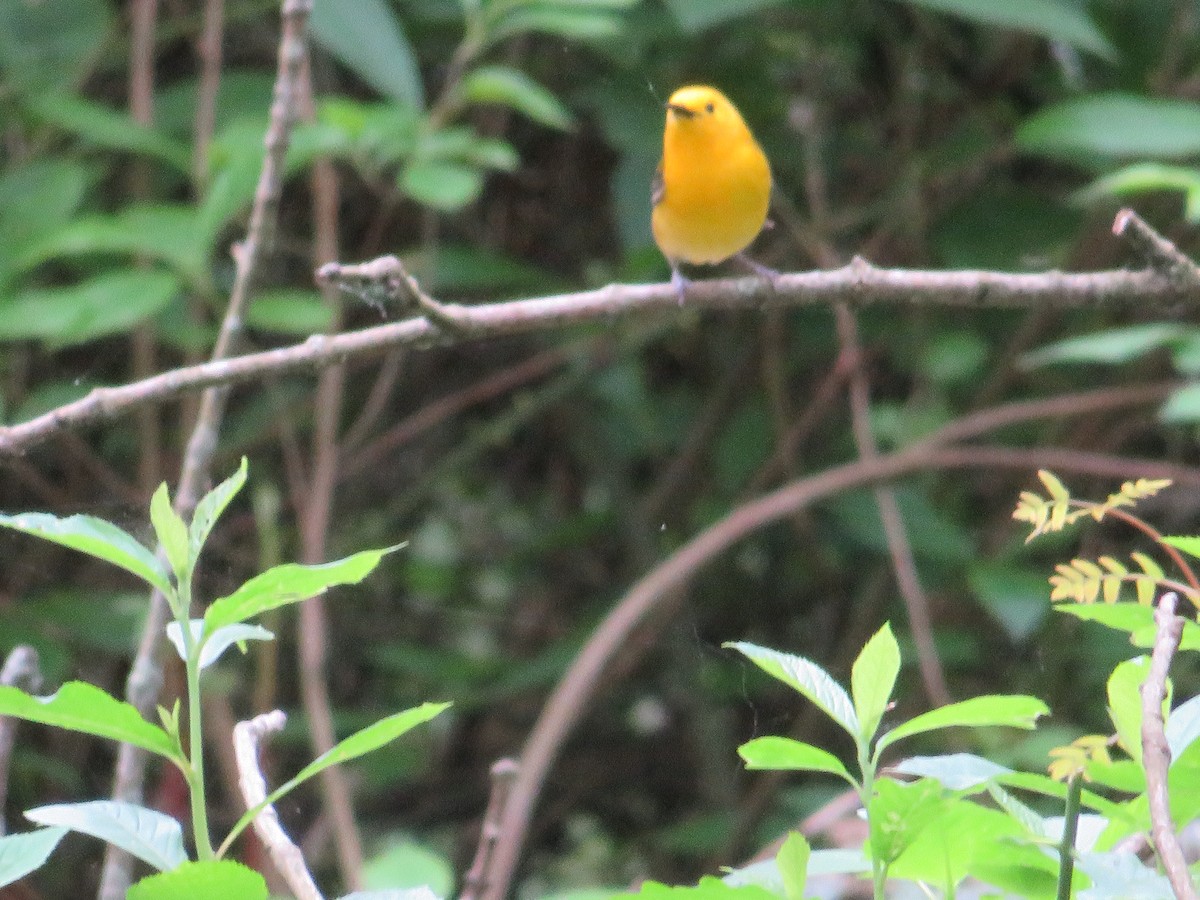 Prothonotary Warbler - Randy Fisher