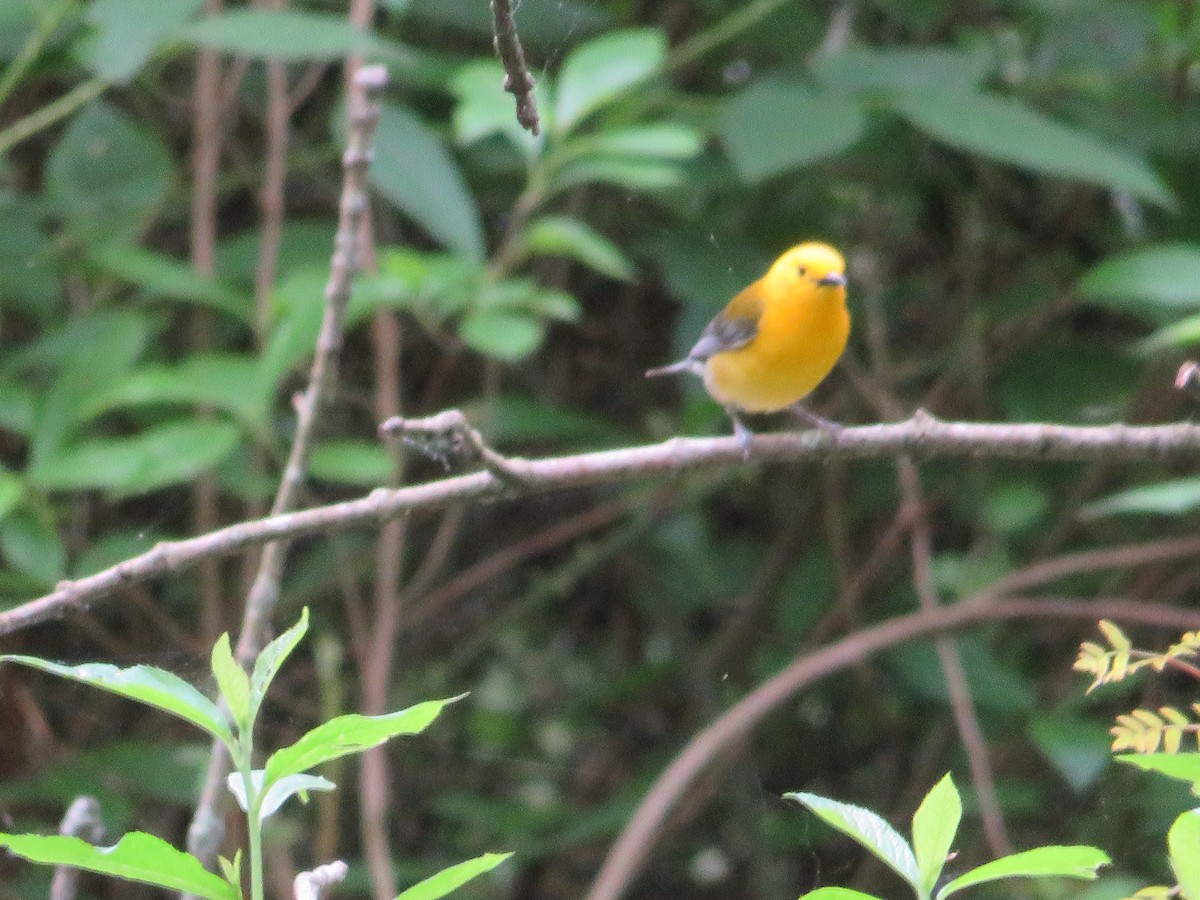 Prothonotary Warbler - Randy Fisher